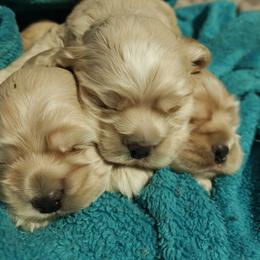 Cocker Spaniel Puppies from April Stich