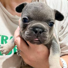 Lil Kim - Tricolors female French Bulldog puppy in Delhi, Louisiana from 4T Ranch