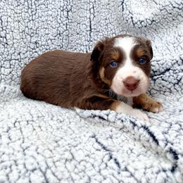 Boy 2 - Australian Shepherd puppy in Stanwood, Michigan from Double T Aussies