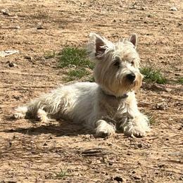 Periwinkle - West Highland White Terrier
