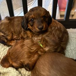 Noah - Red male Dachshund puppy in Hobart, Indiana from Cogsworth Cromwell Dachshunds of NW Indiana