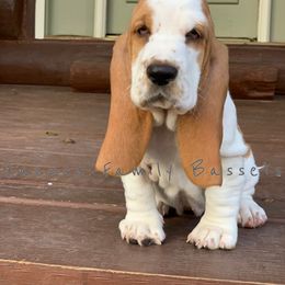Basset Hound Puppies from Janzen Family Bassets