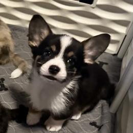 Harley - Black and white female Cardigan Welsh Corgi puppy in San Antonio, Texas from White Paws Cardigan Corgis