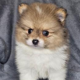 Sled - Chocolate merle male Pomeranian puppy in Laredo, Texas from SASH Poms