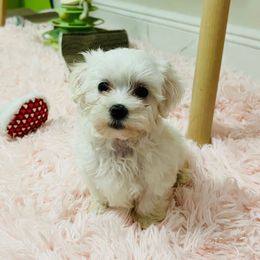 Bobby - White male Maltese puppy in Homestead, Florida from Princess’s Maltese Palace