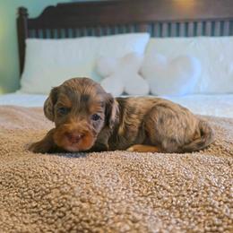 Cavapoo puppies from Hearts and Paws Poodles and Doodles