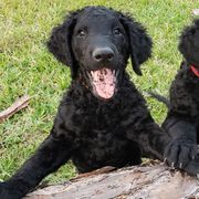 Curly-Coated Retriever Puppies from Tyneside Curlies