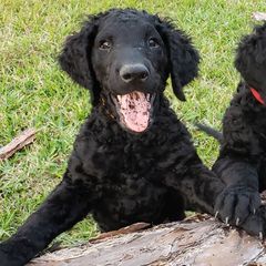 Curly-Coated Retriever Puppies from Tyneside Curlies