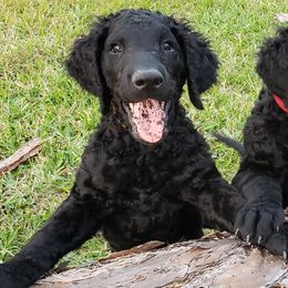 Curly-Coated Retriever Puppies from Tyneside Curlies