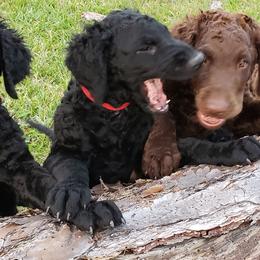 Curly-Coated Retriever Puppies from Tyneside Curlies