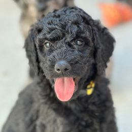 Yellow Girl - Black female Goldendoodle puppy in San Diego, California from Sensational Doodles