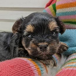 Aramis - Black and gold male Yorkshire Terrier puppy in Austin, Texas from Rhine Valley Yorkies