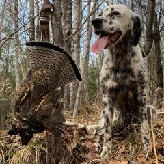 Llewellin Setters from Paint River Llewellins