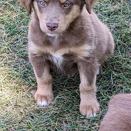 Boy 2 - Red tri Miniature Australian Shepherd puppy in New London, Minnesota from TWO ACRE HILLS