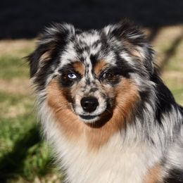 Tag - Toy Australian Shepherd