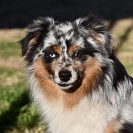 Tag - Toy Australian Shepherd