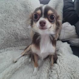 Cookie - Chihuahua