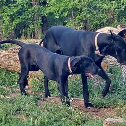 Great Dane Puppies from ROSE GREAT DANES