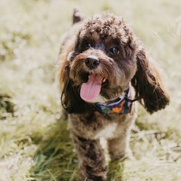 Diesel - Cockapoo