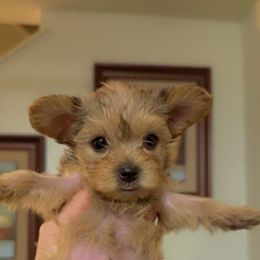 Lucky Jr - Tan male Yorkshire Terrier puppy in Fontana, California from Yorkie