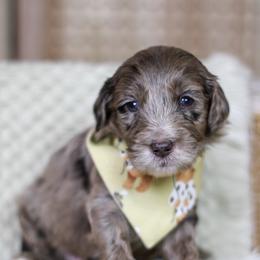 Caspian - Merle male Goldendoodle puppy in Warsaw, Ohio from Lovabledoodles