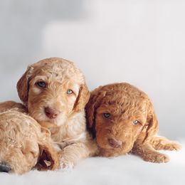 Goldendoodle Puppies from Summer Sun Doodles