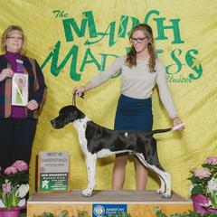 CH CUMBRIAN DIABLO - Pointer