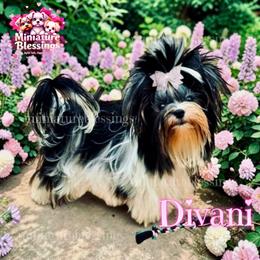 Divani - Biewer Terrier