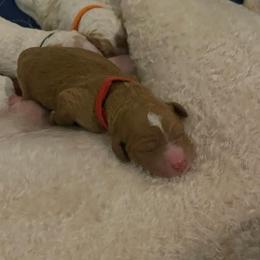 Mary Elizabeth (Maggie) - Red  female Goldendoodle puppy in Rocky Point, North Carolina from CelticDoods