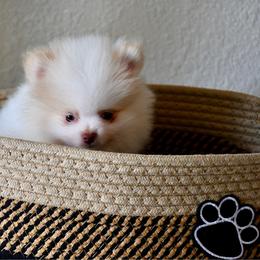 Boy 4 - Cream male Pomeranian puppy in Jamestown, California from Park Avenue Poms