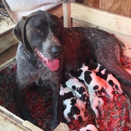 Bella  - German Shorthaired Pointer