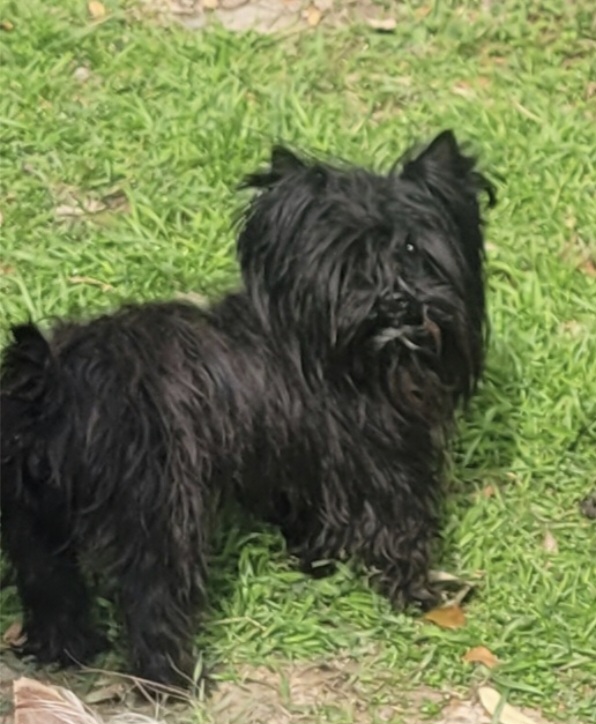 Diesel - Yorkshire Terrier