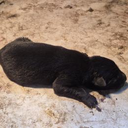 Boy 3 - Black male German Shepherd puppy in Lake George, Colorado from High Country German Shepherds