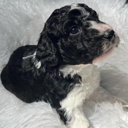 Saffron - Black and white male Aussiedoodle puppy in Clarkston, Washington from Doodle & Poodle Palace
