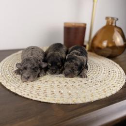 Aussiedoodle puppies from Sandy Snout Doodles