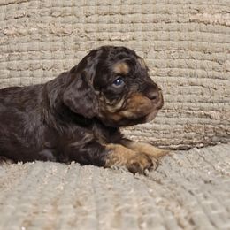 Axel - Brown Cavapoo puppy in Missouri from KDK Missouri Miniature Poodles