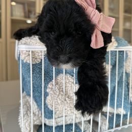 Pink - Black and white female Sheepadoodle puppy in La Habra, California from Real Doodles of OC