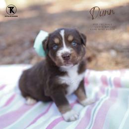 Dunn- RTM - Red tri male Miniature Australian Shepherd puppy in Nacogdoches, Texas from TK Standard, Mini, & Toy Aussies