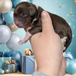 Male 3 - Tri-color male Cavapoo puppy in Coshocton, Ohio from Forever Family Puppies