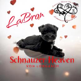 Labron AKC - Black male Miniature Schnauzer puppy in Pelzer, South Carolina from Schnauzer Heaven Von Longbach