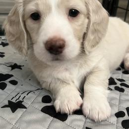 Dachshund Puppies from Primo Dachshunds