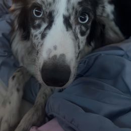 Australian Shepherd Puppies from Discovery Hill Australian Shepherds