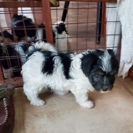 Yorkipoo and Yorkshire Terrier Puppies from Bougie Paws llc