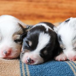 American Corgi, Cardigan Welsh Corgi, and Pembroke Welsh Corgi Puppies from Diamond Corgis