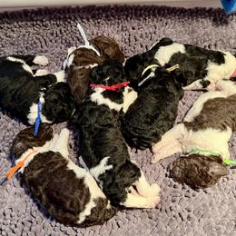 Poodle Puppies from Apricity Poodles