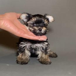 Enzo - Black and tan male Yorkshire Terrier puppy in San Diego, California from BC Breeders Association
