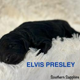 Elvis Presley - Phantom male Goldendoodle puppy in Jonesboro, Arkansas from N. E. Arkansas Goldens and Doodles