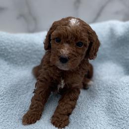 Biscuit - Red  male Goldendoodle puppy in Kansas City, Kansas from Bella & Ivy’s Mini Goldendoodles of KC