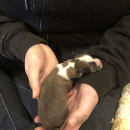 Girl 1 - Shetland Sheepdog puppy in Buffalo, Minnesota from Gulstad’s Shelties