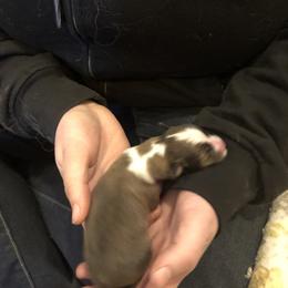 Girl 1 - Shetland Sheepdog puppy in Buffalo, Minnesota from Gulstad’s Shelties